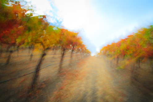 Photo of an autumn vineyard in a painterly style