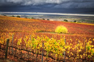 Bright yellow, orange and red leaves in a vineyard landscape with a clearing storm over the Salinas Valley