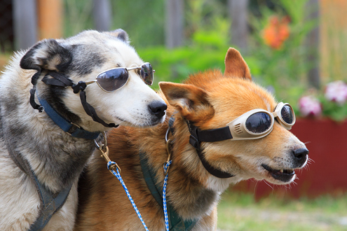 Huskies wearing sunglasses.