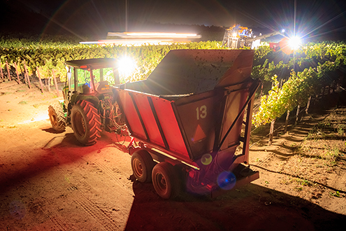 Wine grapes are best harvested at night when the tempertures are cool so the fruit isn't damaged by the daytime heat.