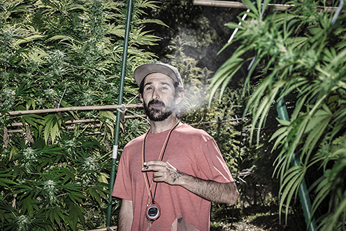 Cannabis farmer smoking a joint.