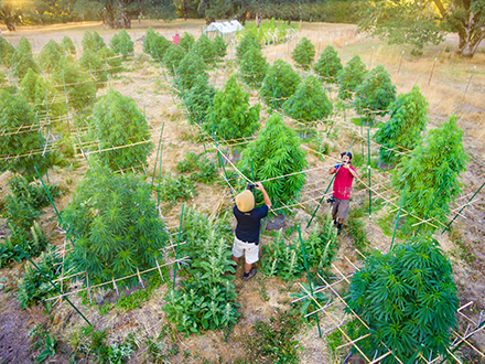 Aerial drone photo of cannabis garden.