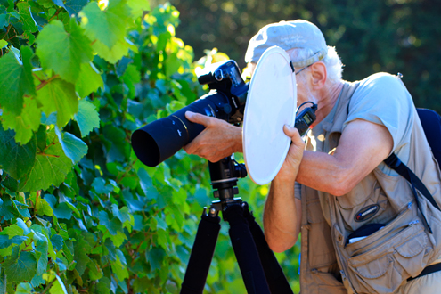 David Gubernick holding a reflector and photographing grape vines