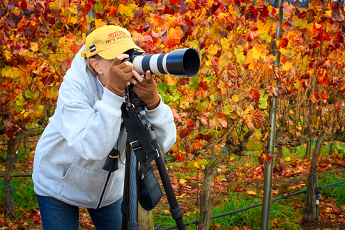 Student photographing in a Fall-colored vineyard.