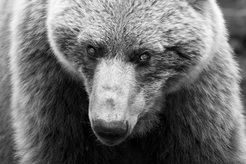 Close up of brown bear face.
