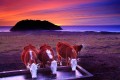 Cows drinking from a trough at sunset with the Pacific Ocean and Pt. Sur Lighthouse in the background.