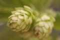 Soft focus close-up of 2 green Cascade hops flowers on a green background.