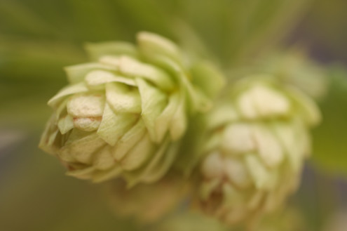 Close-up of Cascade hops growing in a homebrewer’s garden. 
