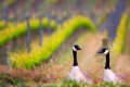 Two geese standing in a fall-colored vineyard