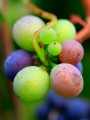 Close-up of a cluster of Pinot Noir grapes changing from green to purple with a little morning dew.
