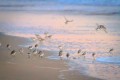 Sanderlings feed and scurrying across wet twilight sky lit sand at the water’s edge and take flight.