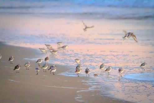 Shore birds run and fly across wet sand reflecting orange and blue sunset light. 