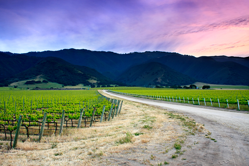 One of the many finger roads off of River Road in the Salinas Valley that wind through the vineyards up the fertile bench to the Santa Lucia Mountains, where you can always find a colorful sunset to cap off a day of wine tasting. 