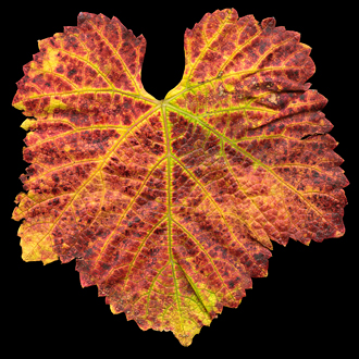 A single brightly colored red, orange, yellow, and green pinot noir leaf from the Pessagno Four Boys Vineyard along the River Road Wine Trail sharp with detail against a black background. 