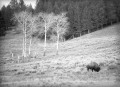 Bison in dry meadow