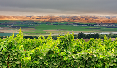 Hot summers in the Salinas Valley suck the cold air off the Monterey Bay keeping Lucia Highlands Chardonnay grapes cool. The City of Gonzales and the golden Gabilan Mountains lie in the background. 