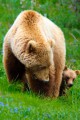 Blonde grizzly bear mother with a cub on a field of green grass.