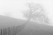 Oak tree at the end of a fence line in the fog.