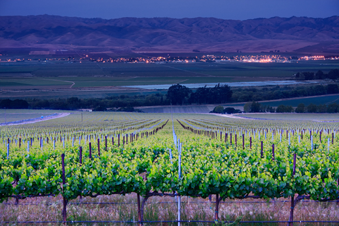 Shhh… the Chardonnay grapes are sleeping. The Lucia Highlands Vineyard on a quiet spring evening with the lights of Gonzales, the Salinas Valley, and Gabilan Mountains in the background. 