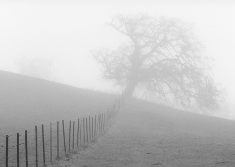 Ranch fence line leading towards a large oak in the fog