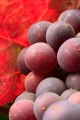 Red Pinot Noir grapes against a red leaf background.