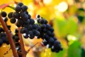 Dark purple Pinot Noir grapes ripe and just days from harvest in the autumn sun.