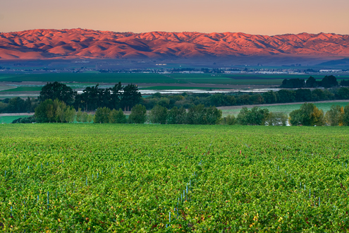 The setting sun casts the last bit of red light on the Gabilan Mountains while this Pinot Noir vineyard and the Salinas Valley lie in the shadow of the Santa Lucia Mountains. 