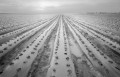 Black and White image in fog of young strawberry field rows.