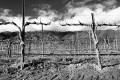 Black and white photo of barren grape vines pruned into the shape of crosses with dramatic white clouds shrouding the top of the Santa Lucia Mountains in the background.