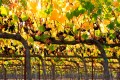 Backlit yellow and green grape leaves and clusters of pinot noir grapes on vineyard trellises that extend into infinity.