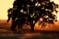 Silhouette oak at sunset.