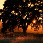 Silhouette oak at sunset.