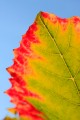 Close-up of grape leaf changing from green to red surrounded by blue sky.