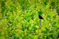 Blackbird on post surrounded by green vineyards.