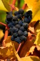 Shriveled black and blue grapes against yellow leaves.