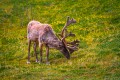 Caribou eating grass.