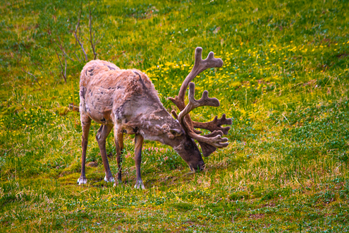 I saw more caribou than any other mammal in Denali. They roamed in herds grazing the spring grass or wandered alone cooling themselves in patches of snow. 