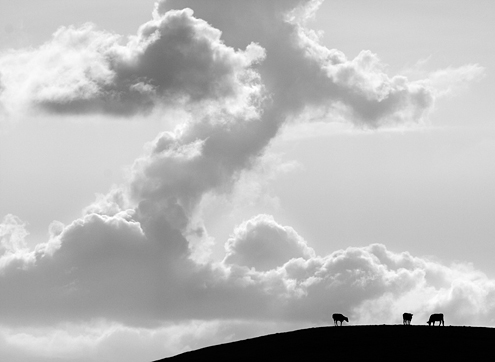 Cattle still dots the ridges surrounding Salinas just as did a hundred years ago described by John Steinbeck in his Pulitzer Prize novels, and celebrated at the National Steinbeck Center in Salinas where this photo was exhibited. The inclusion of a Z is obvious. : ) 