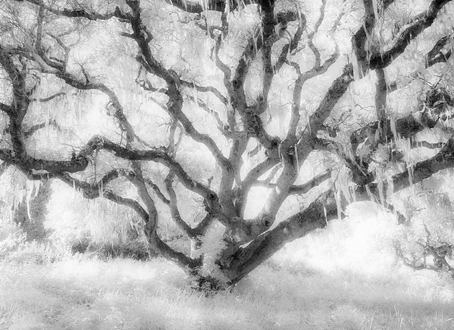 The branches of a coastal oak caught in a frozen explosion towards the sky photographed with B&W infrared film. 