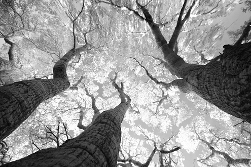 Coastal oaks stretching upward to the sky, but it also looks like a satellite image of river deltas. Part of a portfolio of work depicting Hubble Telescope-like imagery from the Big Bang to the creation of our solar system on a small scale on Earth. 