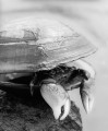 Crab hiding inside a clam shell with his claws hanging out.