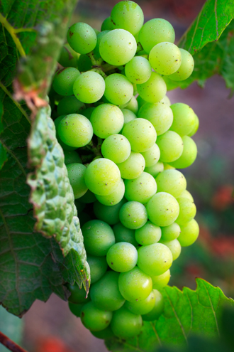 Chardonnay grapes just days from being harvested in the Lucia Highlands Vineyard in the heart of Steinbeck Country. 