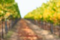 Soft focused vineyard rows.