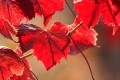 Bright red Pinot Noir grape leaves.