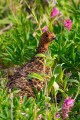 Ptarmigan in green brush and pink flowers.