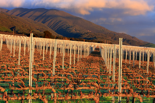 Sunrise in the SLH. Some of the world’s best Pinot Noir and Chardonnay come out of the SLH. This collection of more than 100 photos celebrates the Monterey wine culture from January to December. 