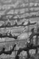 Rows of blossoming grape vines in black and white.