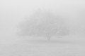 An oak tree barely visible in morning fog.