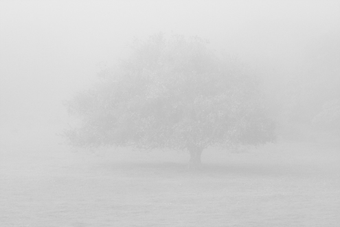 An oak tree barely visible in morning fog plays tricks on your eyes. This collection of more than 100 photos celebrates the Monterey wine culture from January to December. 