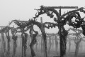 Columns of twisted barren grape vines in the fog in black and white.